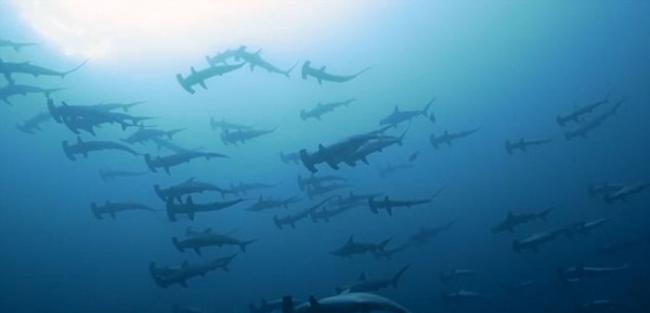 深海潜水员拍摄到60余头锤头鲨集体迁徙的震撼场面