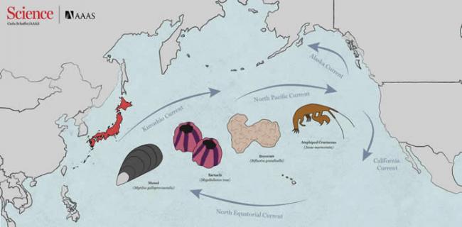 海啸加上许多人造碎片如何触发海洋生物大迁徙