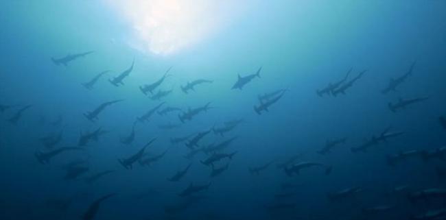 深海潜水员拍摄到60余头锤头鲨集体迁徙的震撼场面