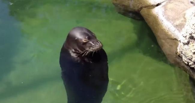 美国夏威夷威基基水族馆僧海豹不停地浮在水面上旋转的影片在网络疯传
