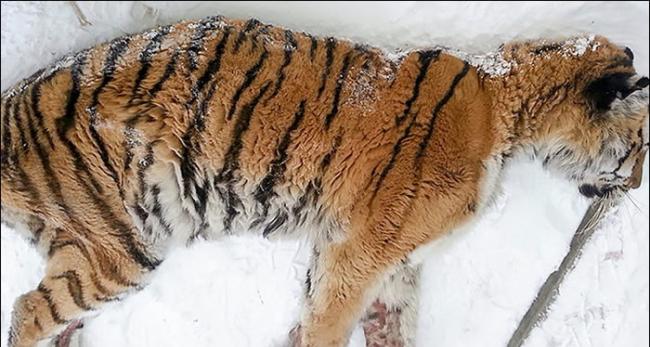 俄罗斯东部村庄村民听到外面老虎咆啸 开门看到老掉牙的西伯利亚虎