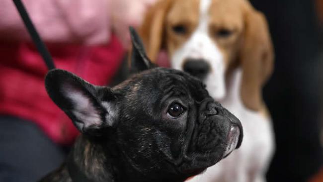 出席在2015年2月26日美国犬业俱乐部（American Kennel Club）纽约记者会的法国斗牛犬宝宝路易斯（Louis）。 PHOTOGRAPH BY