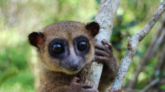 马达加斯加新发现的侏儒狐猴――“格罗夫斯侏儒狐猴”体型比松鼠还小