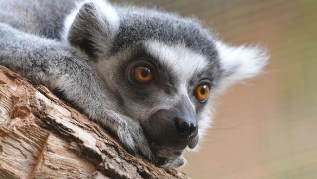 能够散播种子的狐猴的灭绝可能对马达加斯加森林的健康产生不利影响