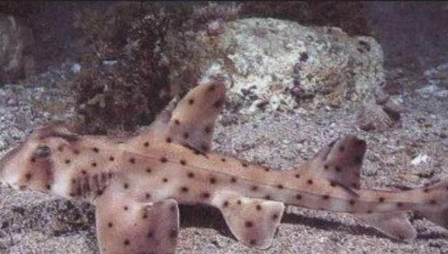 美国三名窃贼从德克萨斯州圣安东尼奥水族馆偷走一条鲨鱼