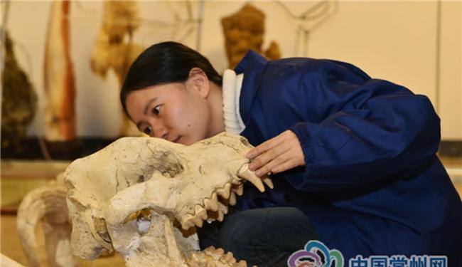雷倩萍博士在仔细观察距今1000多万年巨鬣狗化石身上的纹理