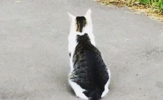 日本网民在社交网站上载猫咪背影照 竟然“猫中有猫”