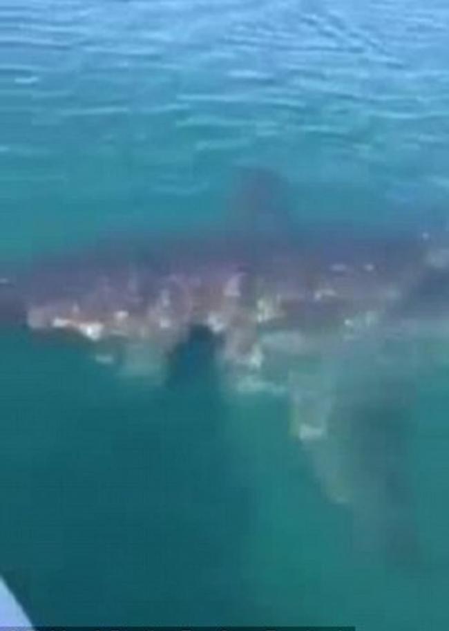 新西兰海域巨型大白鲨游近渔民小艇转圈
