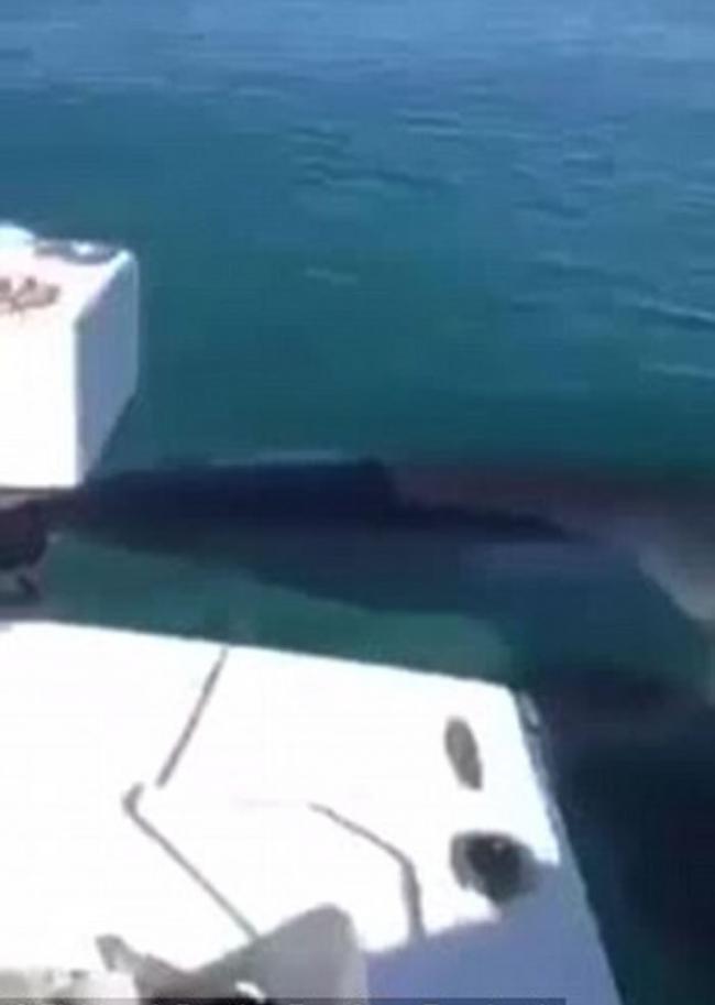 新西兰海域巨型大白鲨游近渔民小艇转圈