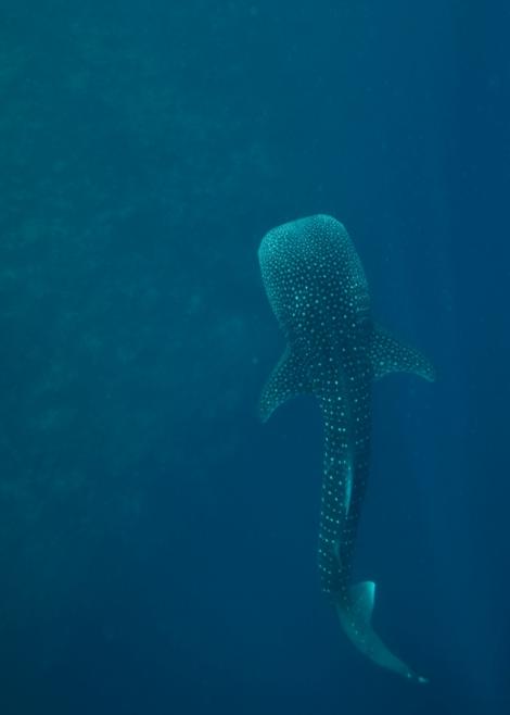 红海出现一只中型巴士大小的、出生不久的幼年鲸鲨