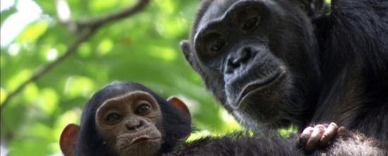 非洲刚果森林发现有上万成员的超大猩猩群 吃猎豹和巨蜗牛