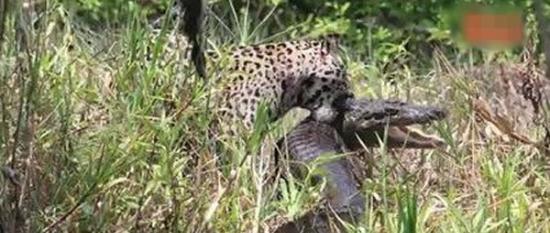巴西湿地美洲豹轻松捕猎鳄鱼