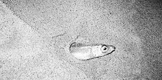 在美国加利福尼亚州海滩上“行走”的稀有鱼种“银汉鱼”可能遇到了麻烦