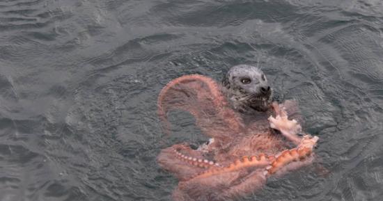 加拿大温哥华南部海边有民众目击到一只海豹跟章鱼在海中搏斗