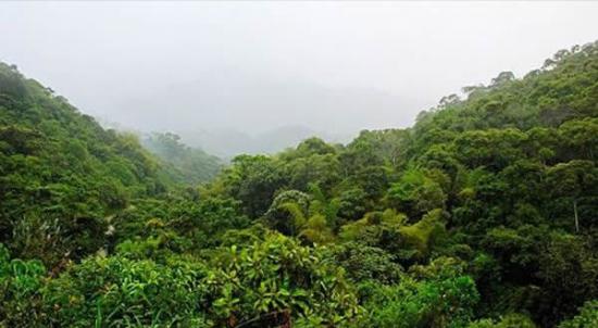 马达加斯加茂密的树林