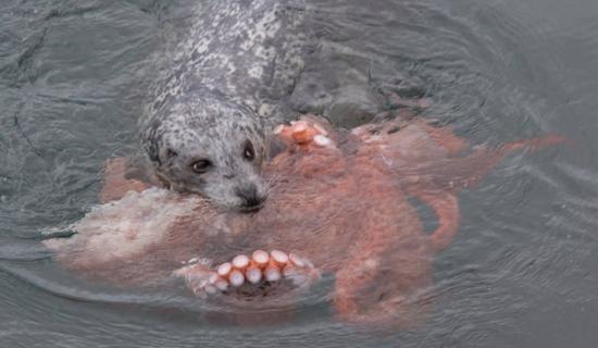 经过十分钟的搏斗，海豹终于战胜章鱼，还用嘴巴叼着章鱼的脚浮出水面，模样相当可爱。