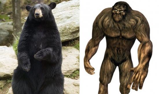 英国科学家证实，俄罗斯休利亚山区的「大脚怪」其实是北美黑熊。