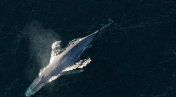 日俄两国于8月上旬至9月中旬在鄂霍次克海联合实施对鲸类的目视调查