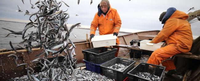 新研究指全球超过一半的海洋都有工业化捕捞活动