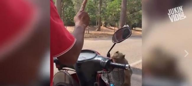 柬埔寨吴哥窟恶霸猴子拦下摩托车抢水喝