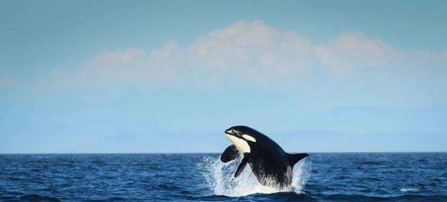 美国虎鲸摄影师在华盛顿州圣胡安群岛海岸捕捉105岁虎鲸踪影