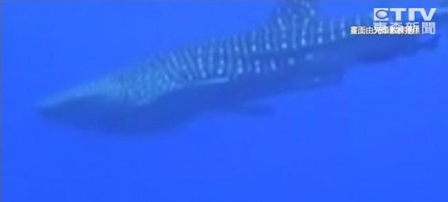 睽违10年！鲸鲨又在垦丁海域现踪，让各界相当振奋。（图／东森新闻，光头教练提供）