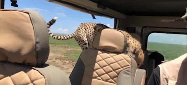 美国游客到坦桑尼亚塞伦盖提国家公园自驾 猎豹忽然跳上后座