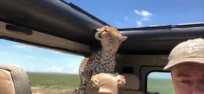 美国游客到坦桑尼亚塞伦盖提国家公园自驾 猎豹忽然跳上后座