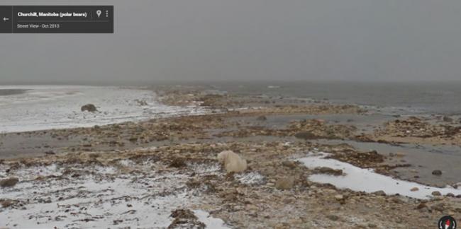 北极熊等着海水结冰的背影