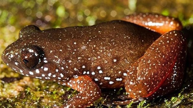 印度西高止山脉发现指甲大小的矮星蛙