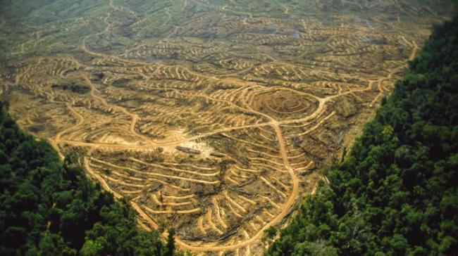 印尼和马来西亚已砍伐大片森林，改种油棕榈。这座油棕榈种植园位于马来西亚的沙巴州。 PHOTOGRAPH BY FRANS LANTING, NATIONAL G