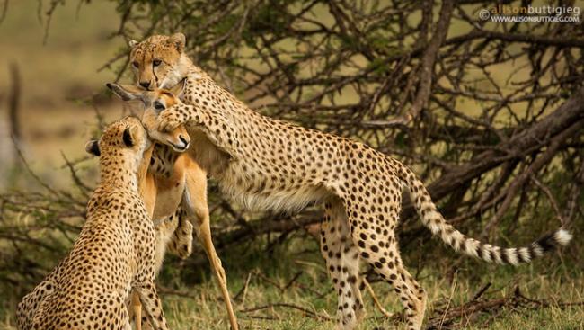 高角羚面对猎豹的攻击「吓呆了」，并非假故事中描述的凄美。