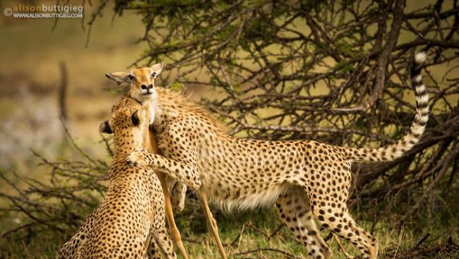 高角羚面对猎豹的攻击「吓呆了」，并非假故事中描述的凄美。