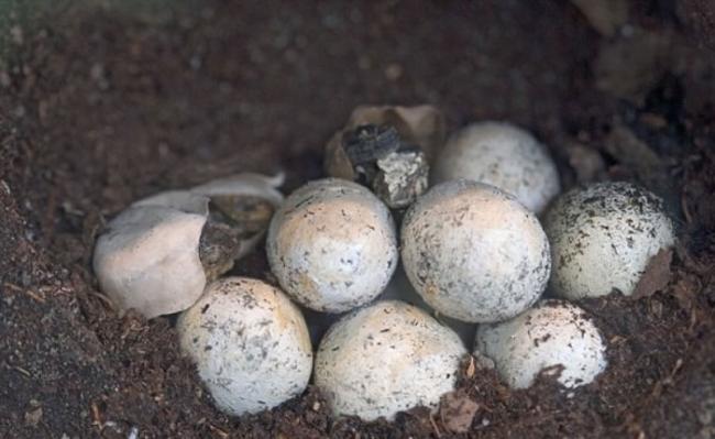 麦乔治要将受精的喙头蜥卵（图）放进孵卵器内孵化。