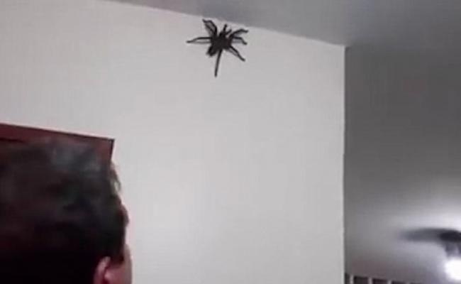 巨型黑蜘蛛伏在天花墙角。