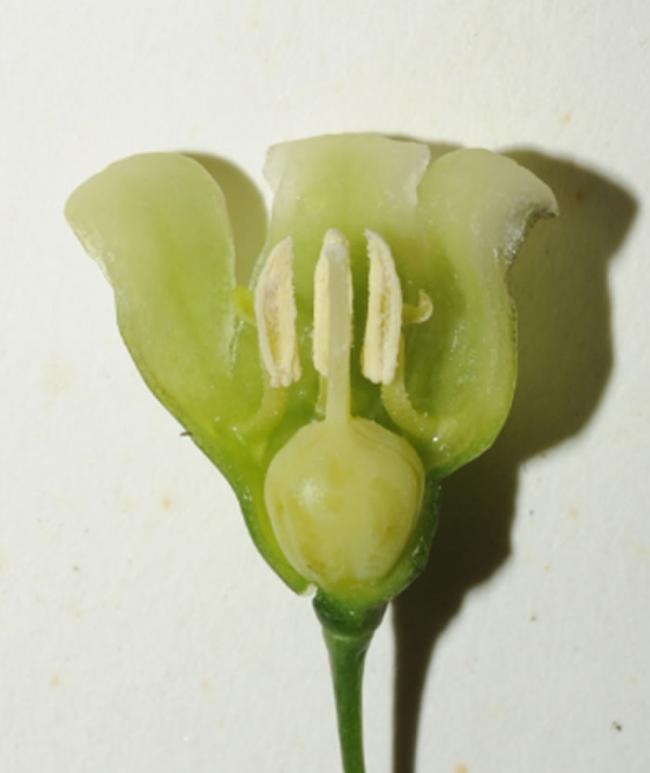 钟花黄精（Polygonatum campanulatum G. W. Hu）的花