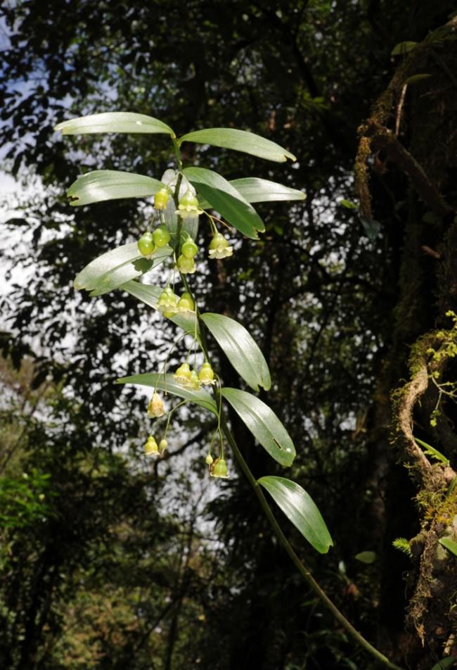附生于大树上的钟花黄精（Polygonatum campanulatum G. W. Hu）