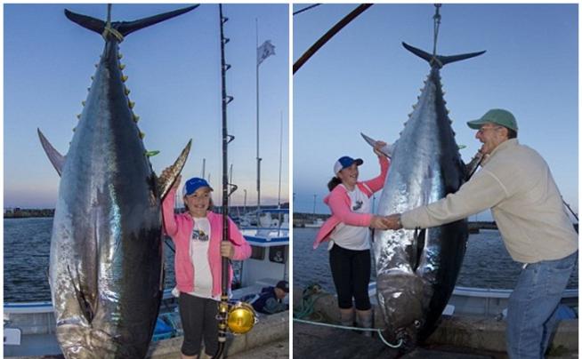 加文(粉红衣者)捕获重279.4公斤的巨型蓝鳍吞拿鱼，创下纪录。