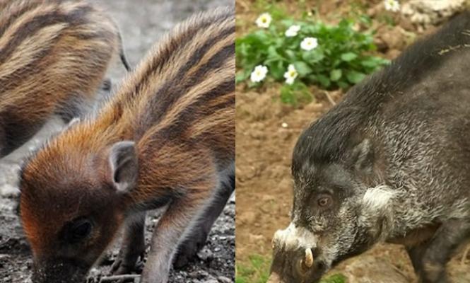 埃尔维斯(右)把亲生骨肉吃掉，竟然无人阻止。左图为其他菲律宾疣猪的幼儿。