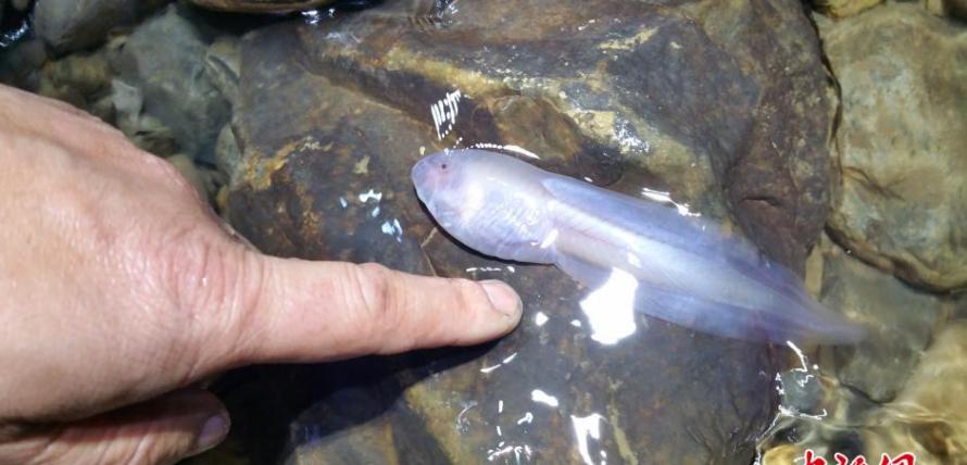 贵州遵义洞穴发现14厘米长巨型蝌蚪