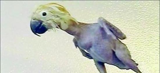 江苏无锡动物园一只金刚鹦鹉因觉得被游客忽视拔光自己的羽毛