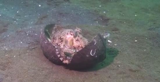 法国潜水员拍到八爪章鱼抱着椰子壳在海床漫步