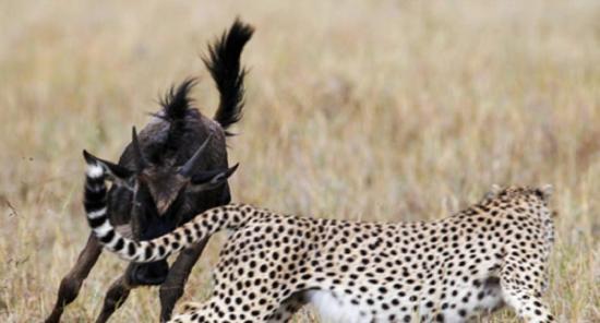 肯尼亚野生动物保护区角马“单挑”并赶走猎豹
