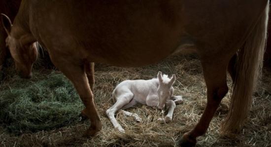 这只乳白色小马的颜色是得自一个罕见的基因组合（摄于2009年）。摄影：Jennifer Wills, National Geographic Your Shot