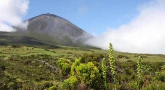 欧洲最稀有的兰花物种蝴蝶兰重现在亚速尔群岛一处火山脊上