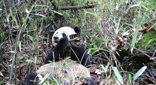 陕西汉中佛坪国家级自然保护区发现一只野生老年大熊猫在啃羚牛大腿骨