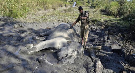印度卡齐兰加国家公园大象跌入泥潭生命垂危