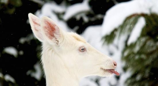 2012年，美国威斯康辛州的一只白化白尾​​鹿。摄影：Matthew Crowley, National Geographic Your