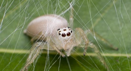 2013年，一只筑窝准备产卵的白化蜘蛛。摄影：Jeremy Mendoza, National Geographic Your Shot