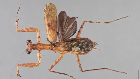 来自危地马拉的母Liturgusa zoae，发现于史密森学会的螳螂馆藏。现已移至克利夫兰自然历史博物馆。摄影：Gavin Swenson, Cleveland
